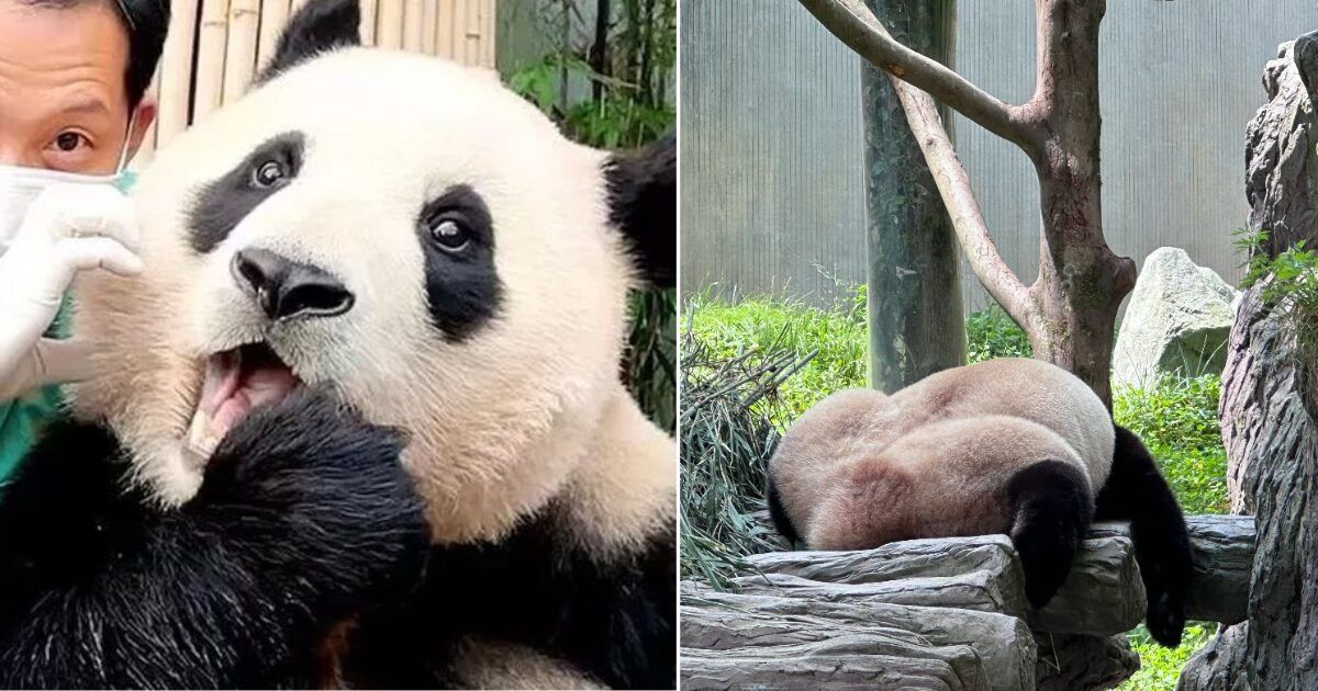 Fu Bao Shows Unusual Signs Of Pseudopregnancy, Netizens Accuse China Of Neglect