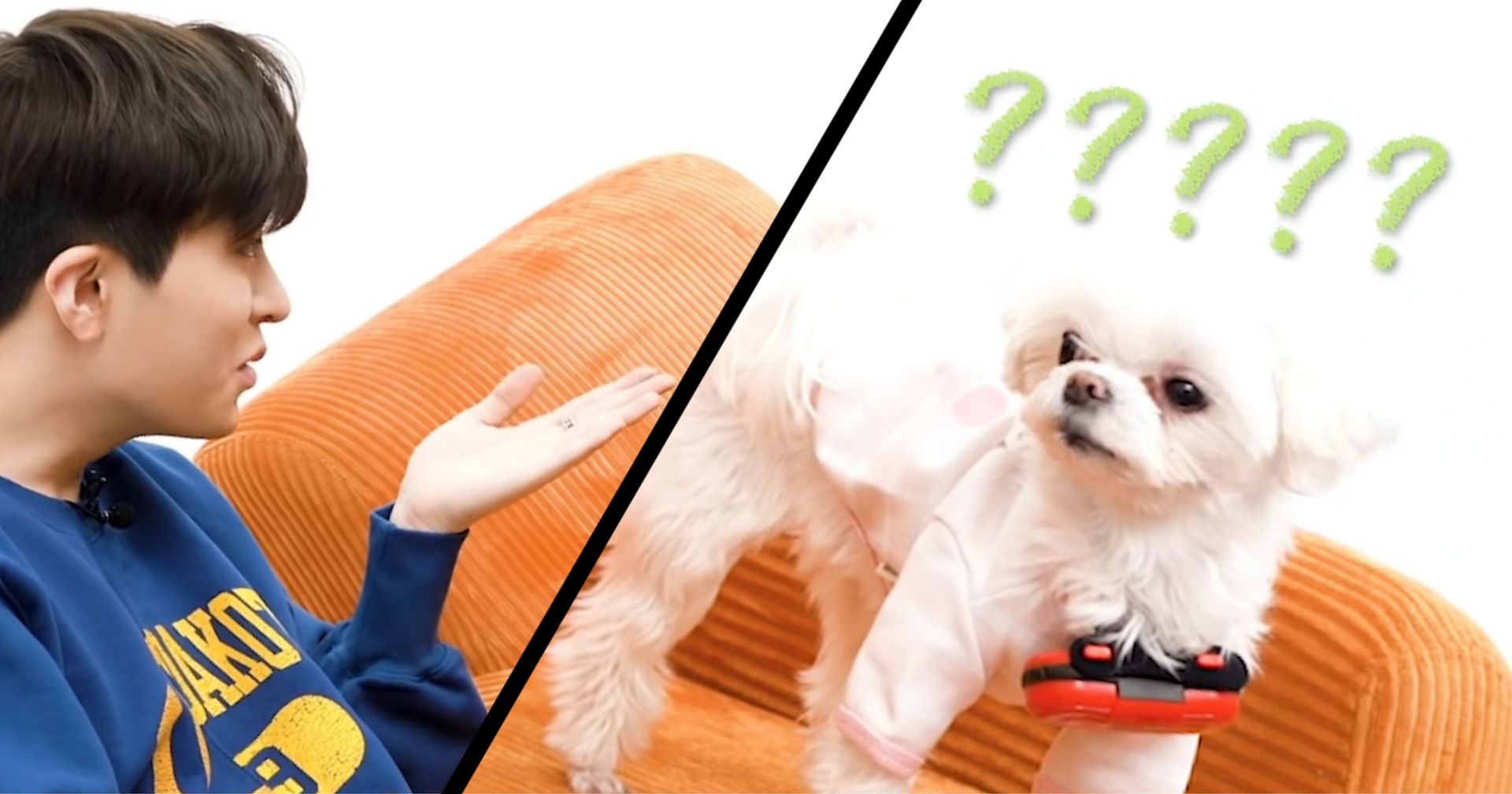 GOT7 Youngjae's Dog Coco Proves She’s Top Dog After Outsmarting Him In