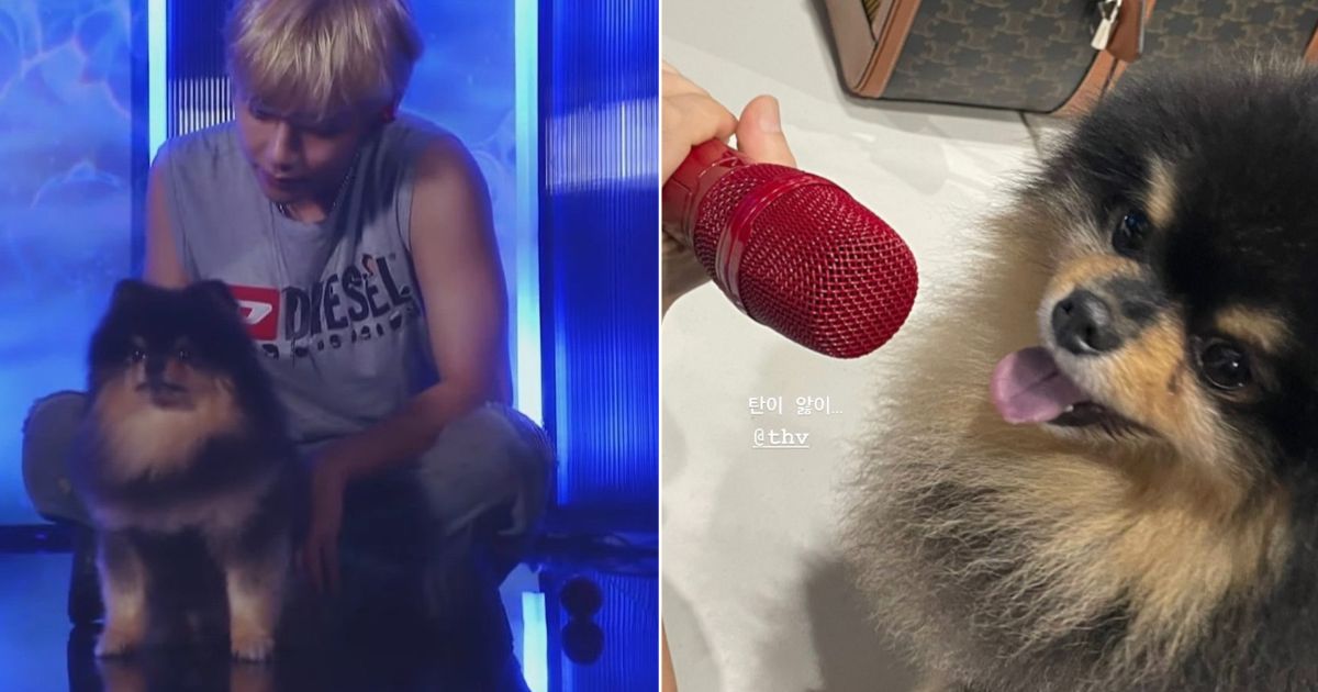 9 Hilarious Reactions To BTS V's Dog Yeontan's TV Debut - Koreaboo