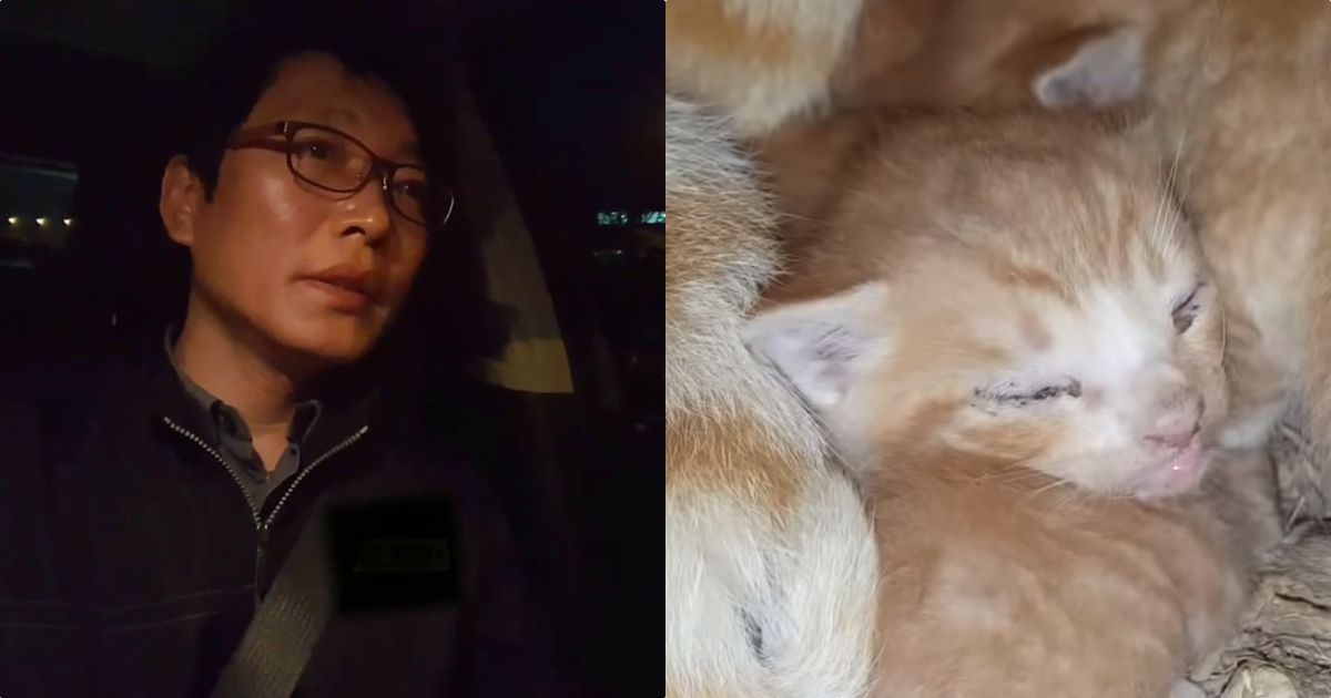 Here's A Binge Purrfect Channel How A Korean Man And His 7 Rescue