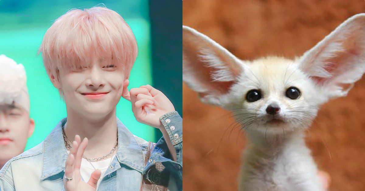 These 4 Male Idol Members Resemble The Fennec Fox Koreaboo