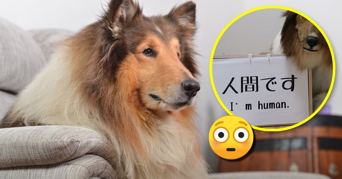 Japanese Man Who Spent Thousands To A Dog Is Now Living His Best Life Koreaboo