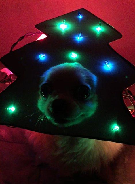 chihuahua-mametaro-christmas-tree