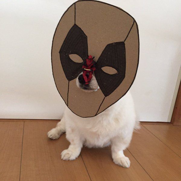 chihuahua-mametaro-deadpool