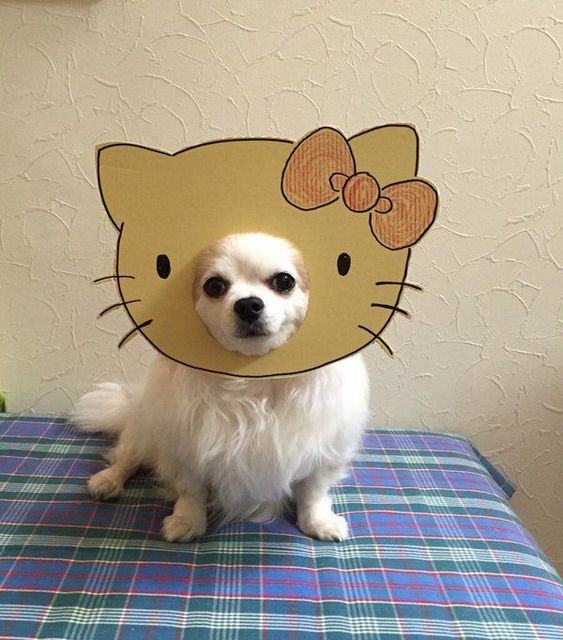 chihuahua-mametaro-hello-kitty