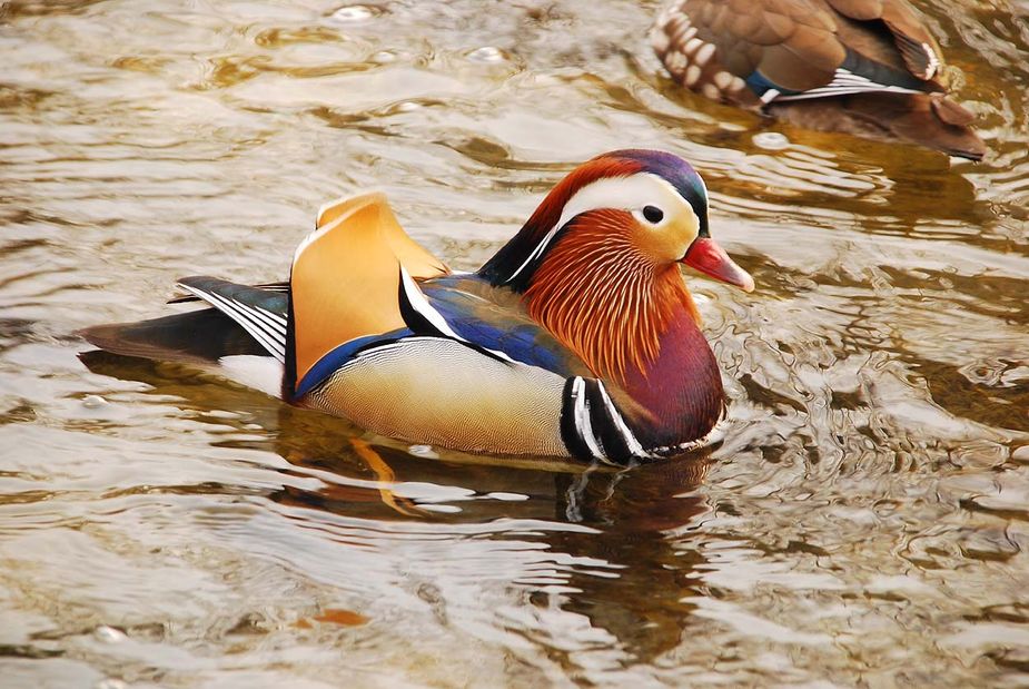 Male Mandarin Duck