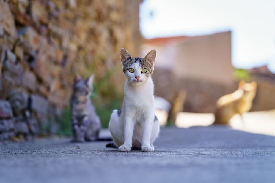 cats south korea