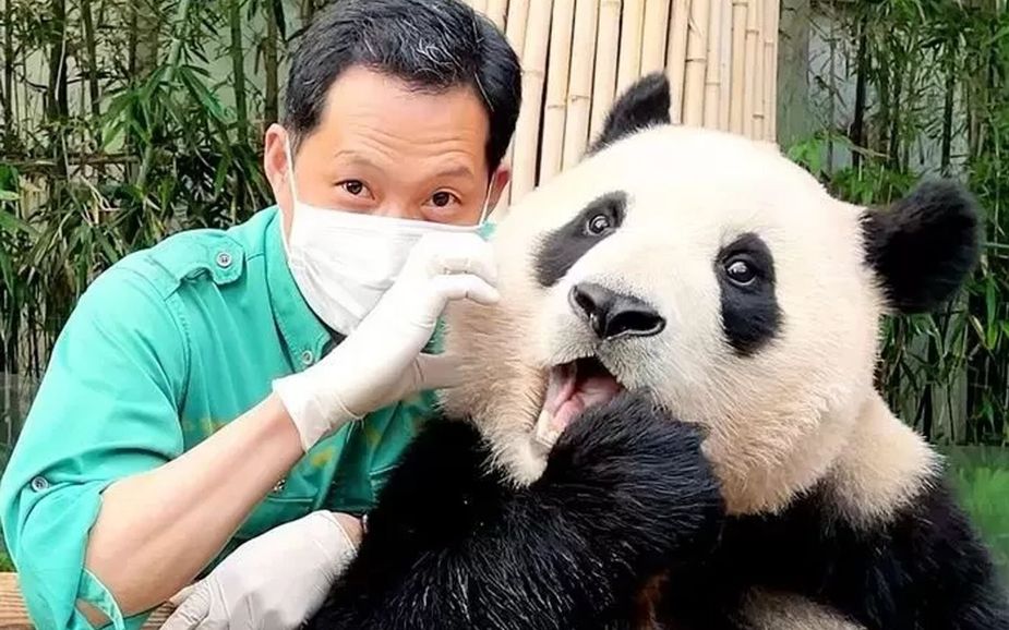 Koreans Are Devastated By The Departure Of Panda Fu Bao—And The ...