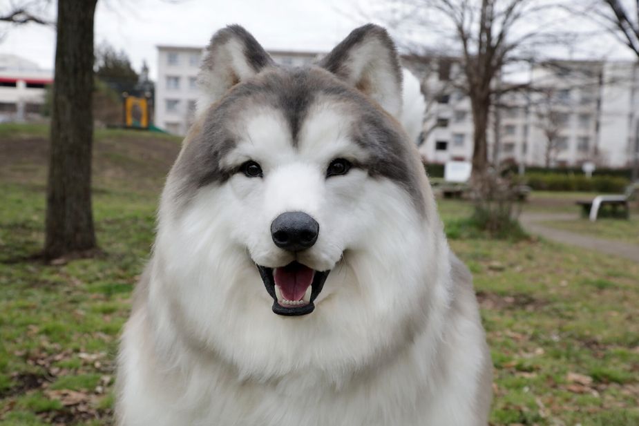 custume_A-Malamute07