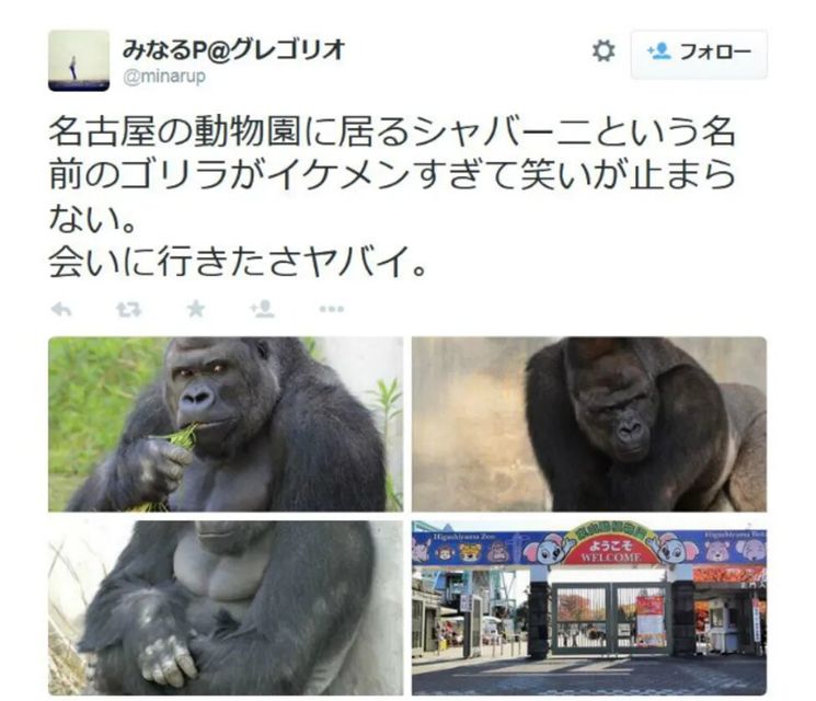 A tweet sent by one fan read: "The gorilla called Shabani at a Nagoya zoo is so 'ikemen' I can't stop laughing. I so want to go see him, it's too much"