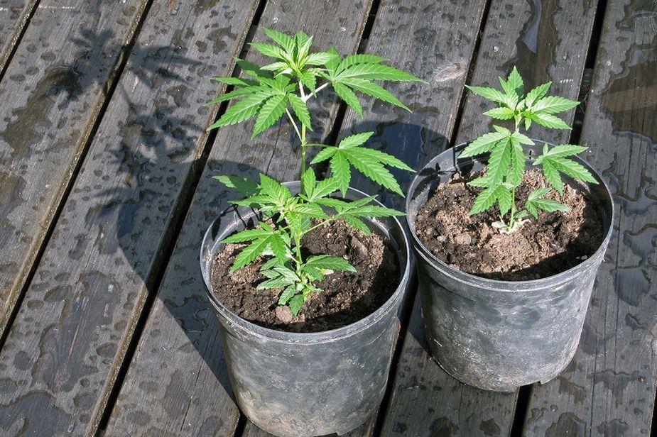 cannabis plants in small pots