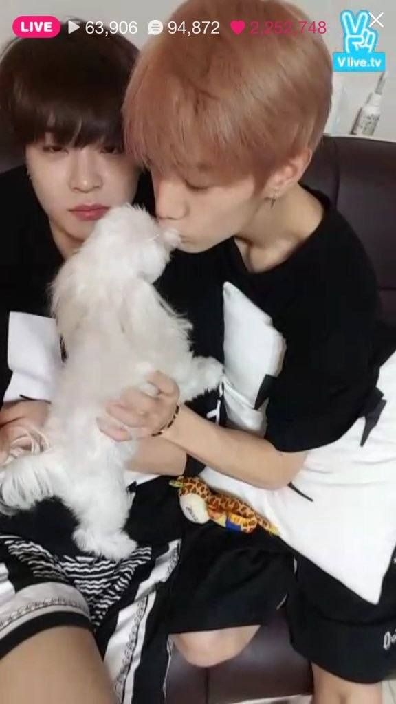 13 Adorable Photos Of Youngjae And His Dog Coco That Will Melt Your