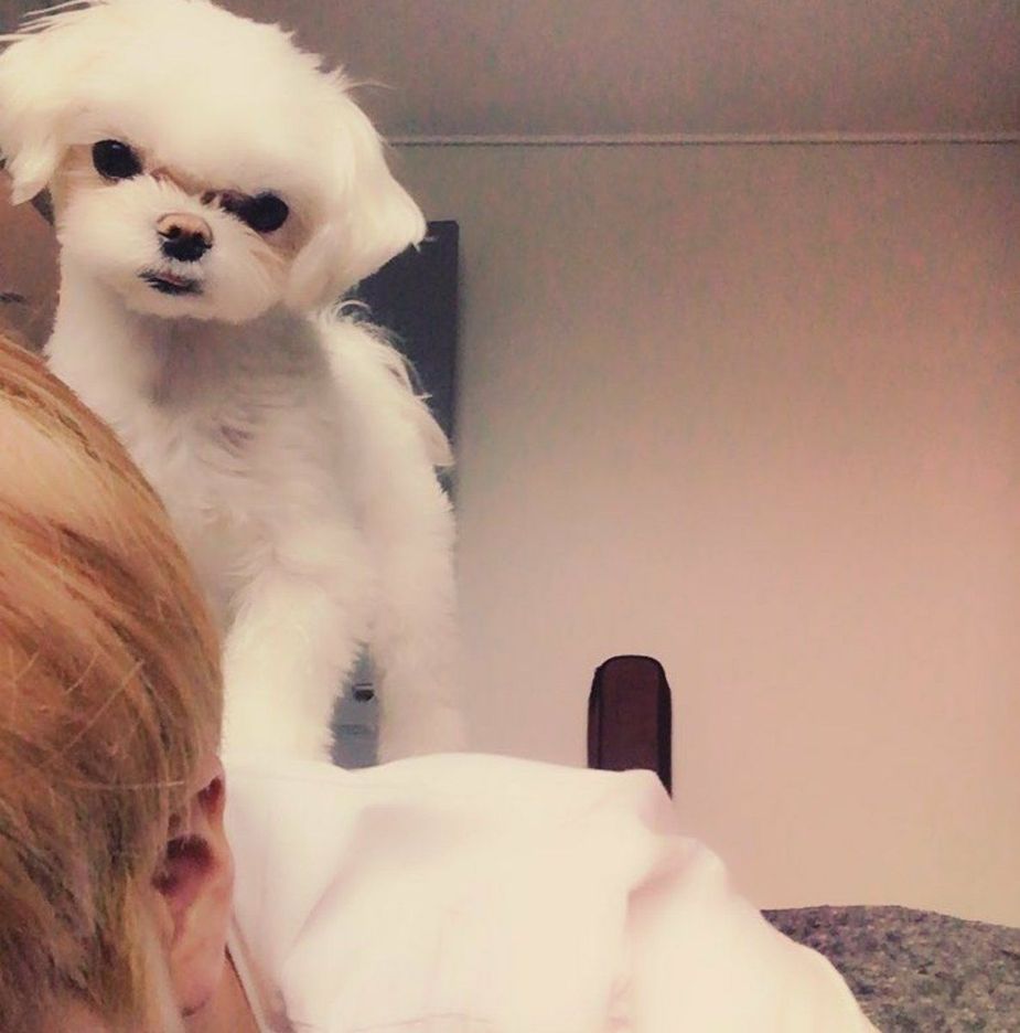 13 Adorable Photos Of Youngjae And His Dog Coco That Will Melt Your