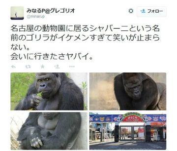 Japan's Unexpected Heartthrob: A Handsome Gorilla Who Women Swoon Over ...