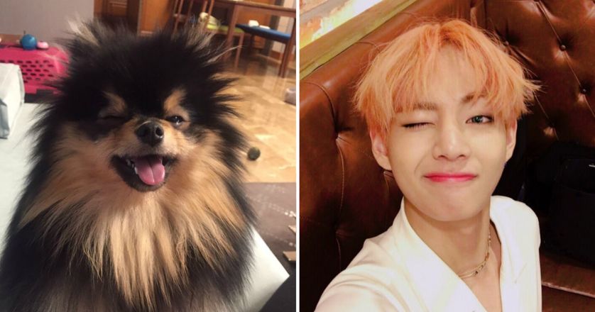 Just 8 Times BTS's V & His Dog Yeontan Literally Looked Like Father ...